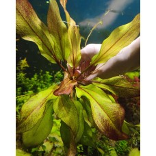 Ехінодорус Франс Штоффельс (Echinodorus Frans Stoffels)